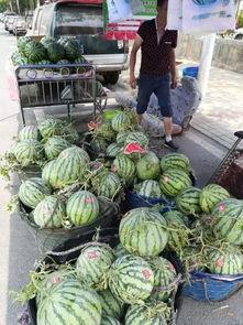 漳州永泰吃瓜事件,一场网络热议背后的真相探寻 第1张 漳州永泰吃瓜事件,一场网络热议背后的真相探寻 第1张